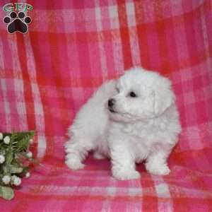 Winston (Tiny), Bichon Frise Puppy